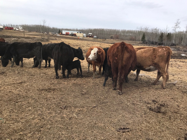 Bred cows for sale in Other in Edmonton - Image 2