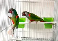 Breeding pair White-eared Conure Parrot for sale.