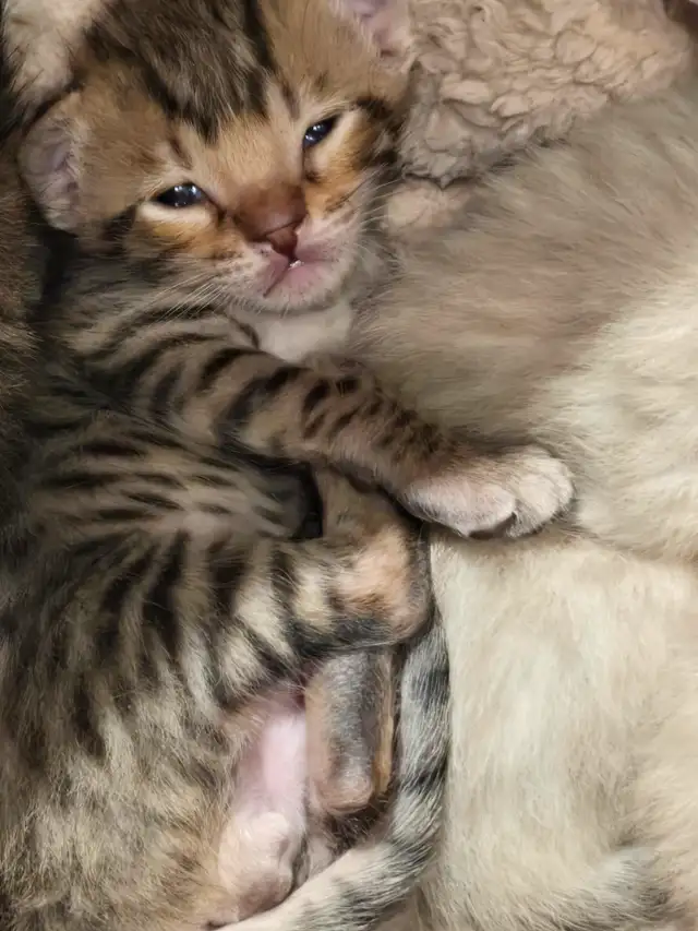 chaton  highland lynx et bengal in Cats & Kittens for Rehoming in Longueuil / South Shore - Image 6