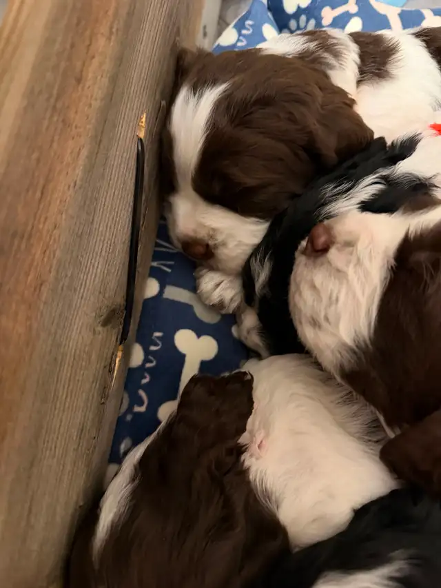CKC Registered English Springer Spaniel Puppies in Dogs & Puppies for Rehoming in Sudbury - Image 4
