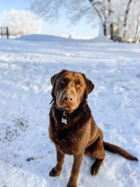 2 year old male chocolate lab