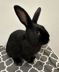 7 month old silver male rabbit 