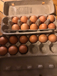 Barnevelder hatching eggs,
