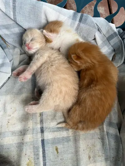 chatons à vendre prêts mi-août 2025, View more