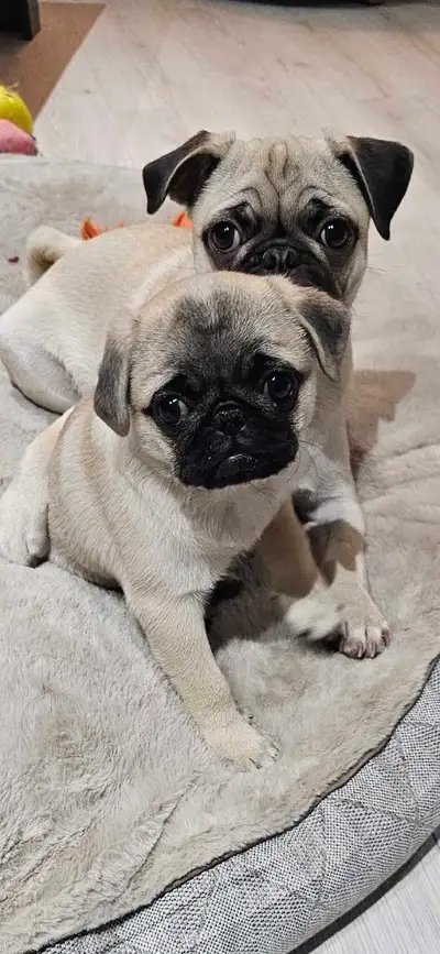 Pug for Rehoming , View more
