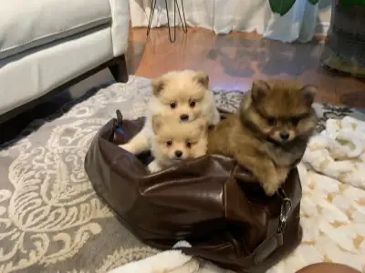 Pomeranian Puppies, View more