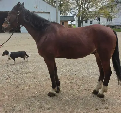 beginner safe gelding, View more