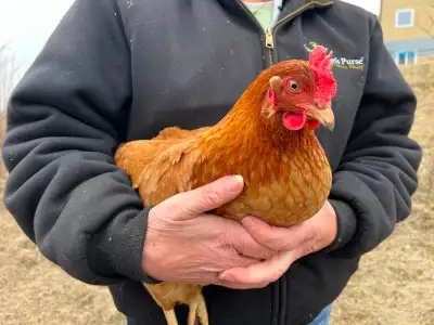 Egg Layer Hens for Sale, View more