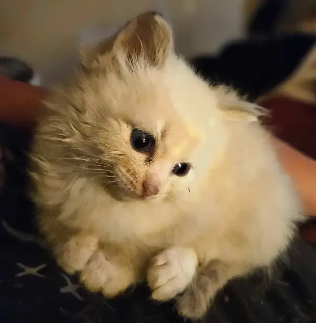 ragdoll kittens  in Cats & Kittens for Rehoming in Moncton - Image 4