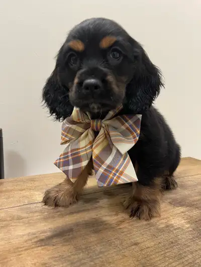 COCKER SPANIEL PUPPIES/ CHIOTS ÉPAGNEULS, View more