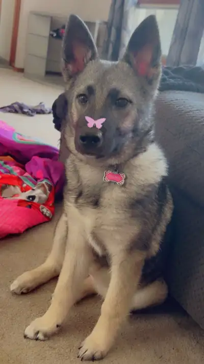 Spayed Female Norwegian Elkhound, View more