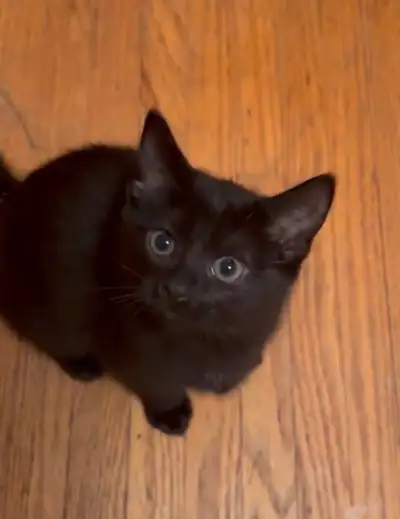 3 Kittens looking for their new homes!, View more