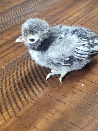 Healthy polish chicks and Black Maran chicks for sale, View more