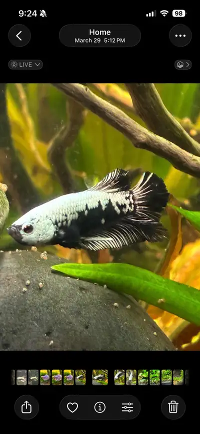 This stunning, healthy Samurai Betta fish features a striking black and white scale pattern and is c...