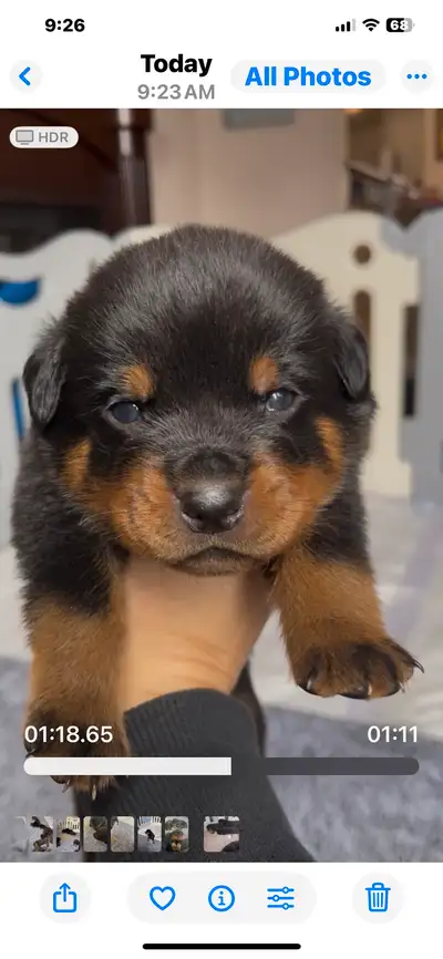 Adorable Rottweiler Puppies for Sale – Loyal, Loving, and Ready, View more