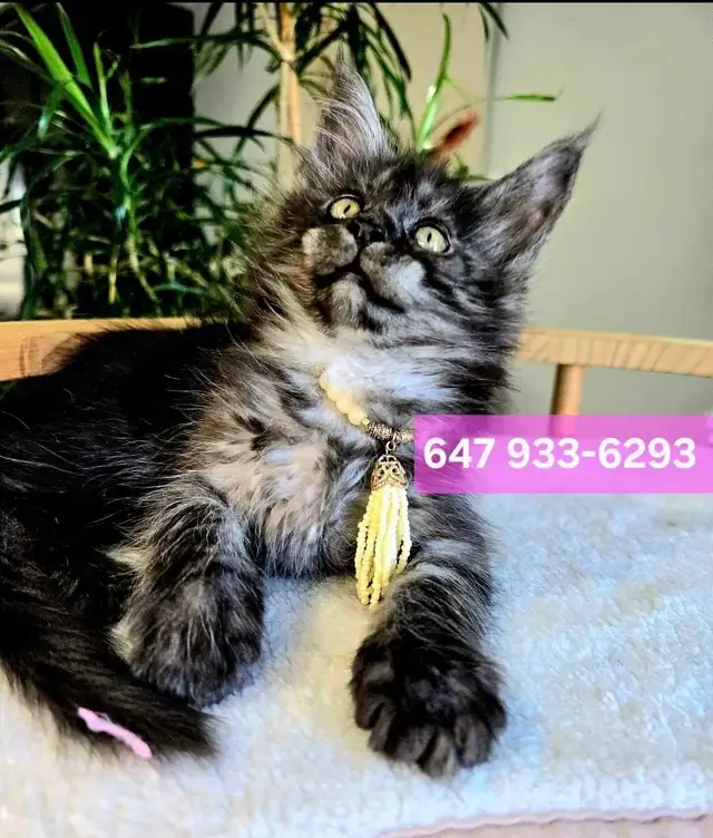 Purebred Maine Coons XL in Cats & Kittens for Rehoming in Oakville / Halton Region - Image 4