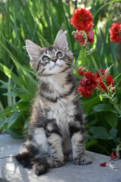 Maine coon Kittens, View more