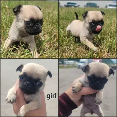 pug puppies, View more