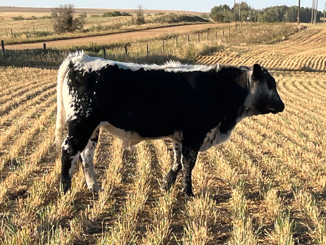 speckle park bull calves in Livestock in Red Deer - Image 2