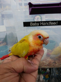 BABY SUN-CHEEKED HAND FEED TAME AVAILABLE AT CENTRAL PET