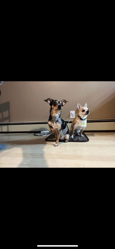 Beautiful chihuahua puppies for rehoming . in Dogs & Puppies for Rehoming in Sault Ste. Marie