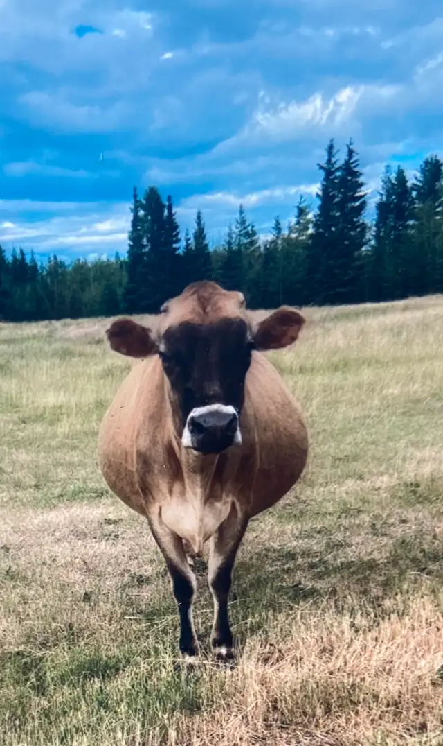 jersey cow in Livestock in Vanderhoof - Image 4