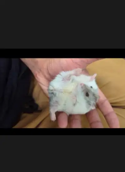 Hamster Male, View more