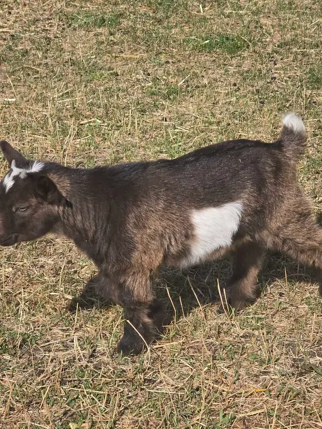 Nigerian Dwarf Goats For Sale in Livestock in Lethbridge - Image 8