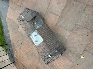 Raccoon/animal trap, View more