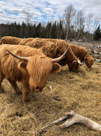 1 yr old highland heifer cattle