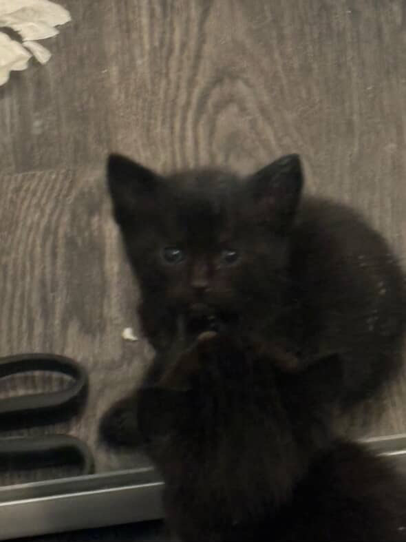kitten snowshoe x calico breed in Cats & Kittens for Rehoming in City of Toronto - Image 3