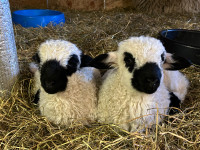 F1  50% Valais wethers and ewes F2 wethers 