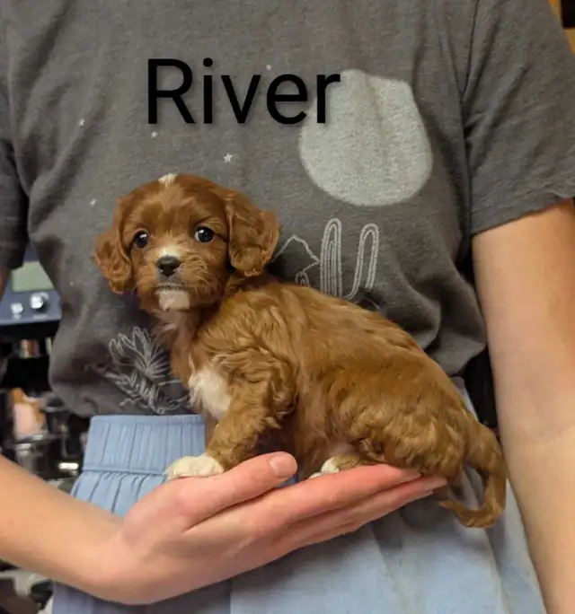 Cavapoo puppies in Dogs & Puppies for Rehoming in Kamloops - Image 2
