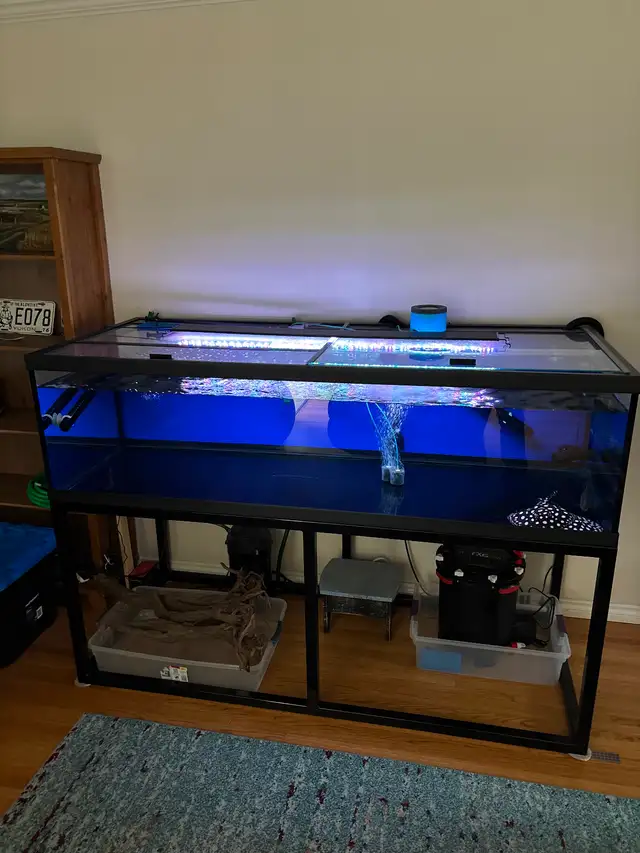 190 gallon aquarium in Fish for Rehoming in Calgary - Image 3