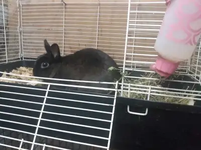 Selling purebred Netherland dwarf bunnies starting price is $60 and up depending on color and sex.