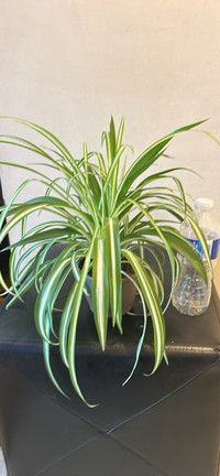 2 Spider plants in one pot $10