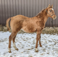 2023 red dun AQHA registered yearling gelding, ranch bred