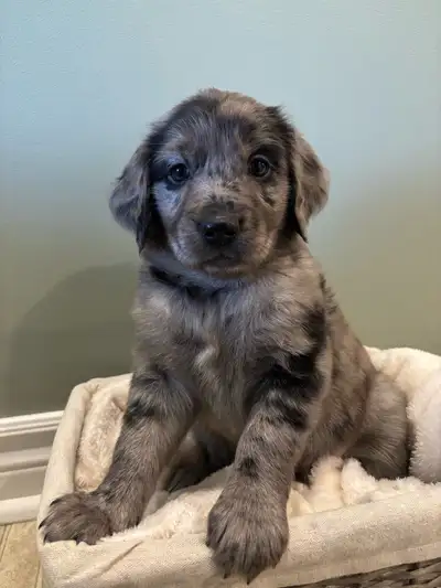 Golden Aussie, View more