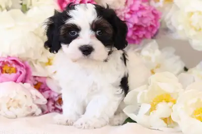 Bichon Shih Tzu Puppies Available!, View more