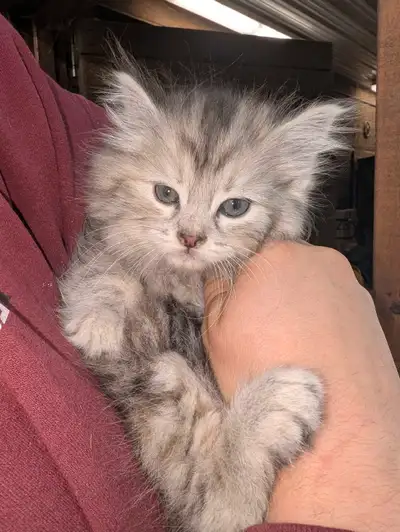 Chaton persan 7 semaines 5 restant de disponible Beige vendu Adore jouer et très colleux! Pas vaccin...
