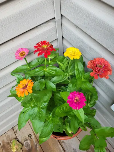 Zinnia Patio Planter, View more