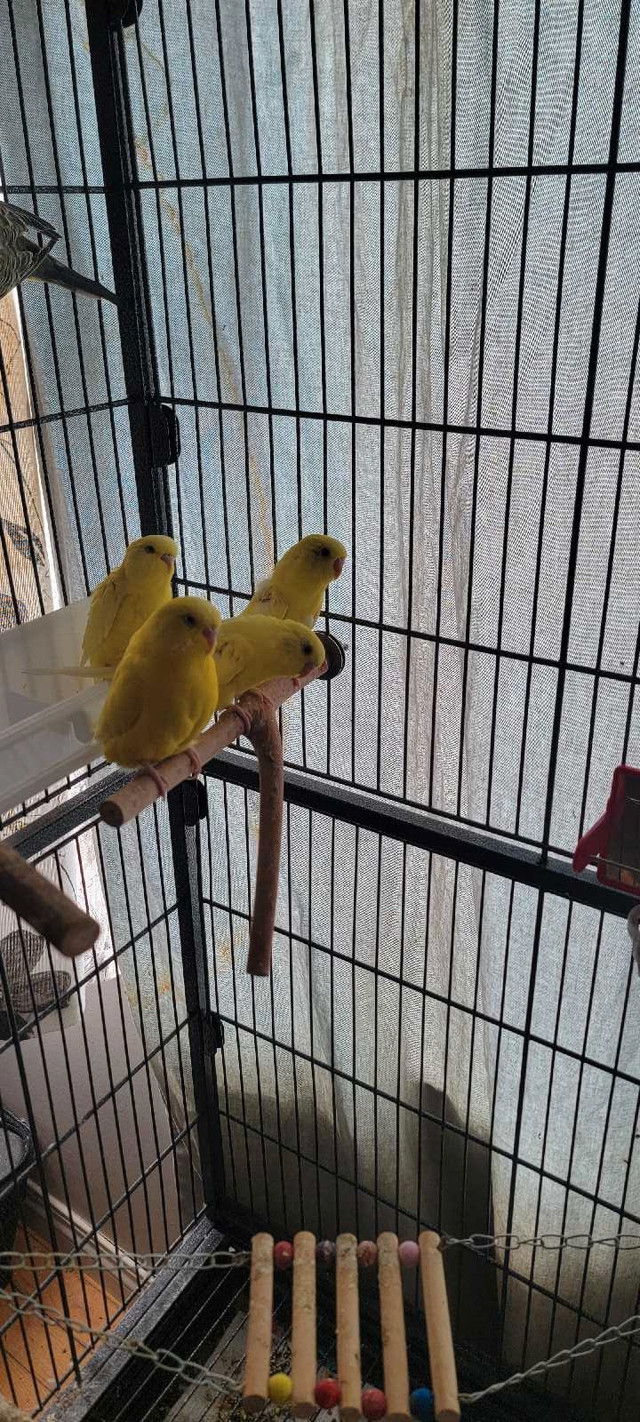 Baby bugies for sale in Birds for Rehoming in Calgary - Image 4