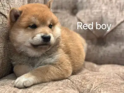 High quality Japanese Shiba Inu puppies ready to go 2 months old , had first shot , dewormed x3 Last...