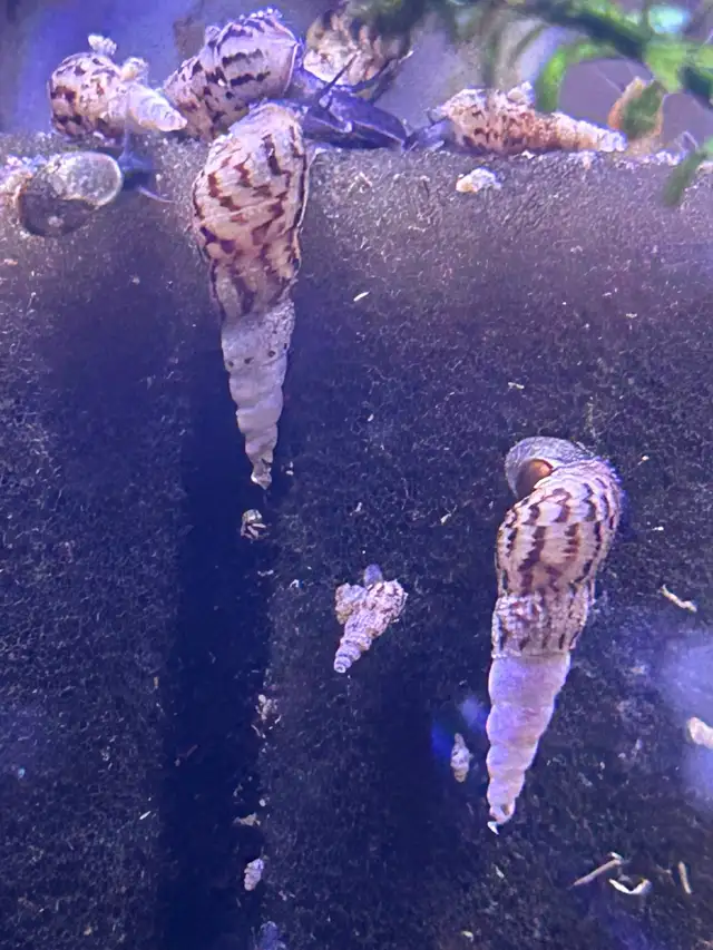 Malaysian trumpet snails $0.50 each in Fish for Rehoming in Brantford - Image 3