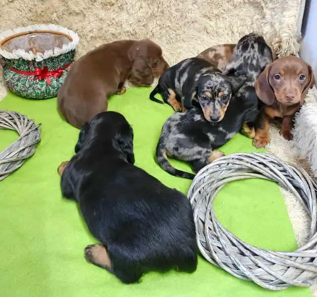 WE ARE LOOKING FOR LOVING HOMES FOR OUR DACHSHUNDS PUPPIES in Dogs & Puppies for Rehoming in Hamilton - Image 3
