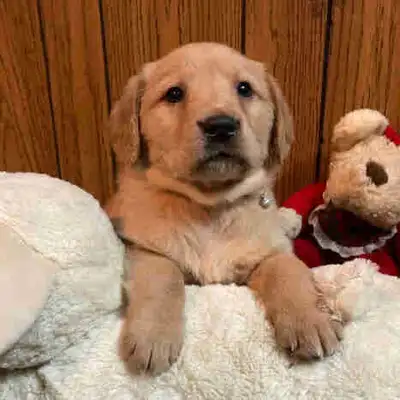 Golden Labrador Puppies!, View more