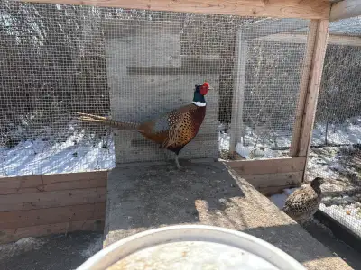 Pheasants, View more