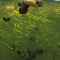 Ramshorn snails for 0.10 cents each