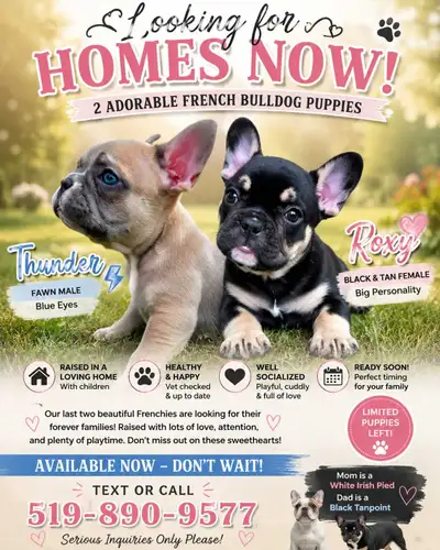 FRENCHBULLDOG PUPPIES, View more