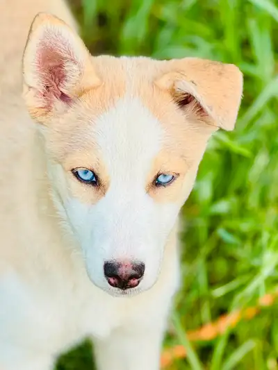 LAST AUSKY PUPPY!! Looking for your new best friend? Need the perfect addition to your family? Love...